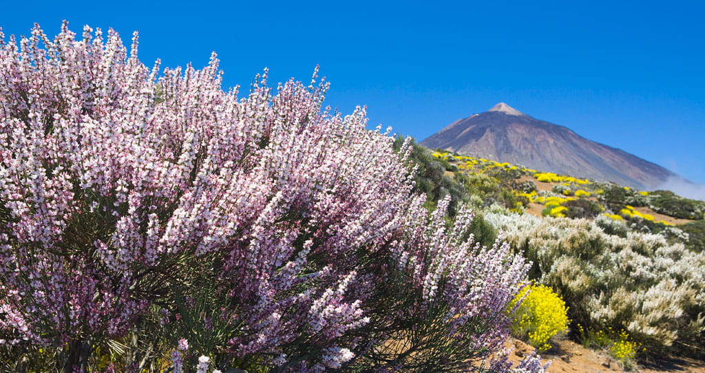 parque-nacional-teide-flora-12.jpg