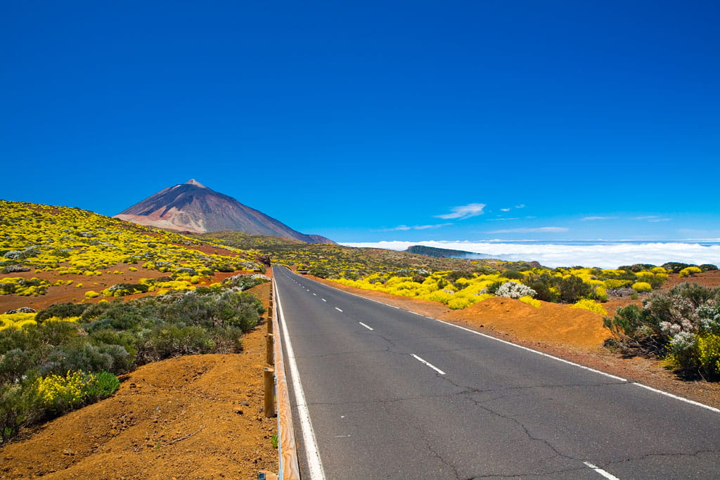 parque-nacional-teide-flora-13.jpg