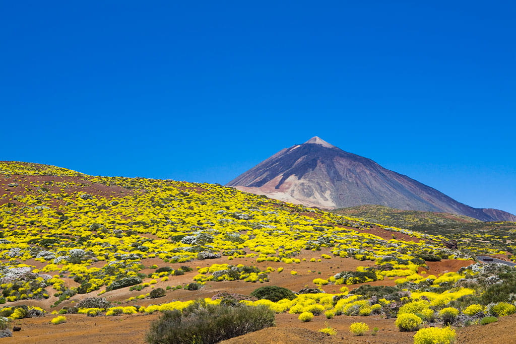 parque-nacional-teide-flora-14.jpg