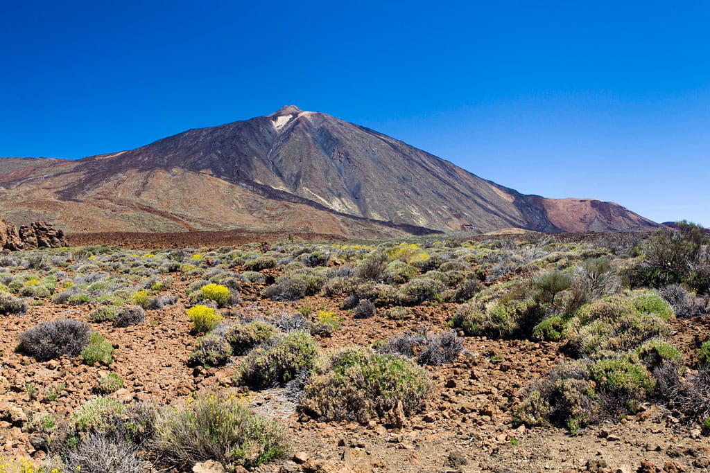 parque-nacional-teide-flora-15.jpg