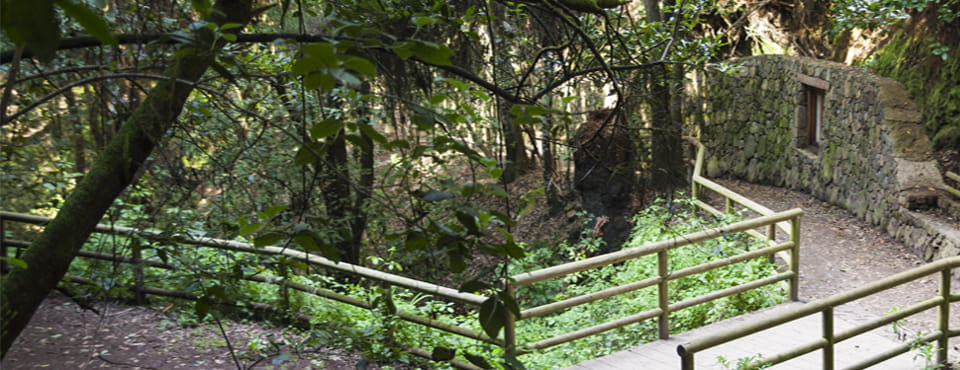 Bosque de Agua García