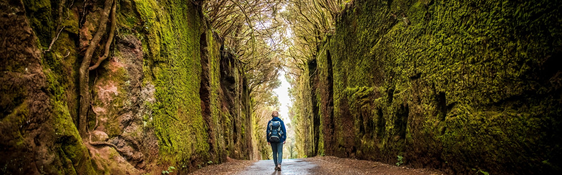 Pared Musgo Pico de Ingles Parque Rural Anaga