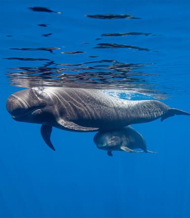 cetaceos1