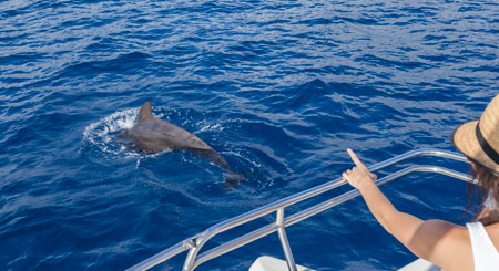 Delfín nadando cerca de un barco en las aguas de Tenerife.