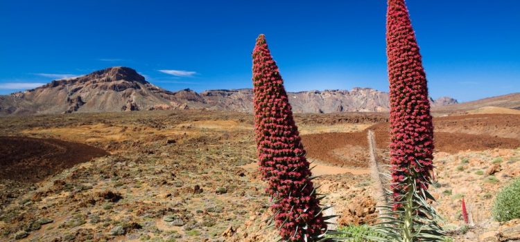 El Parque Nacional del Teide recibió más de cuatro millones de visitantes de 44 nacionalidades en 2016