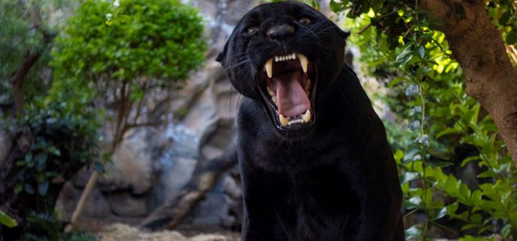 Loro Parque da la bienvenida a un nuevo jaguar