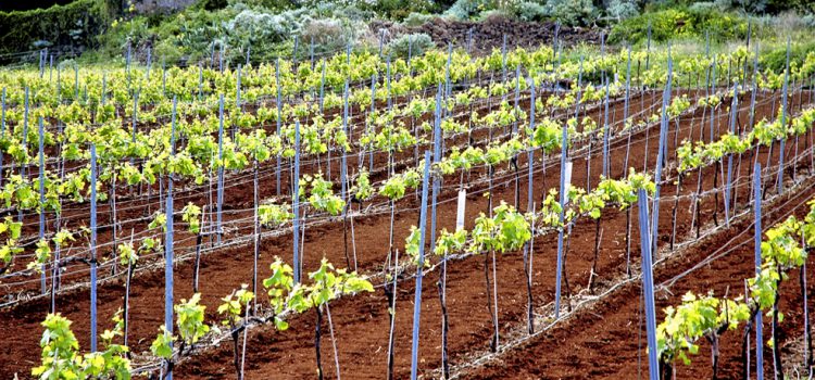 Red Cide asesora a las empresas de las Rutas del Vino de la comarca nordeste de Tenerife