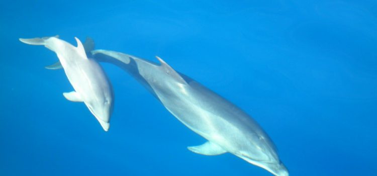 Empresas adscritas a la Carta por la Sostenibilidad del Avistamiento de Cetáceos realizan una campaña de sensibilización con escolares