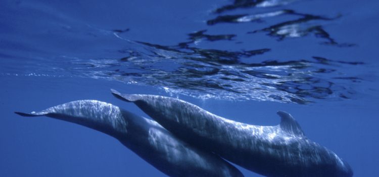 El programa europeo Interreg Mac aprueba un proyecto de Turismo de Tenerife para la conservación de cetáceos