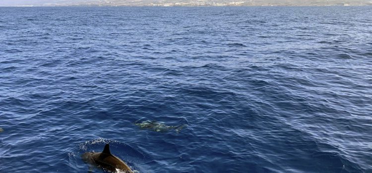 El Cabildo logra que el Estado paralice la concesión de licencias para la observación de cetáceos en la Isla