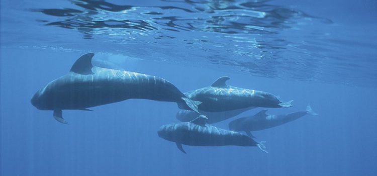 La Carta por la Sostenibilidad para el Avistamiento de Cetáceos de Tenerife, reconocida por la OMT