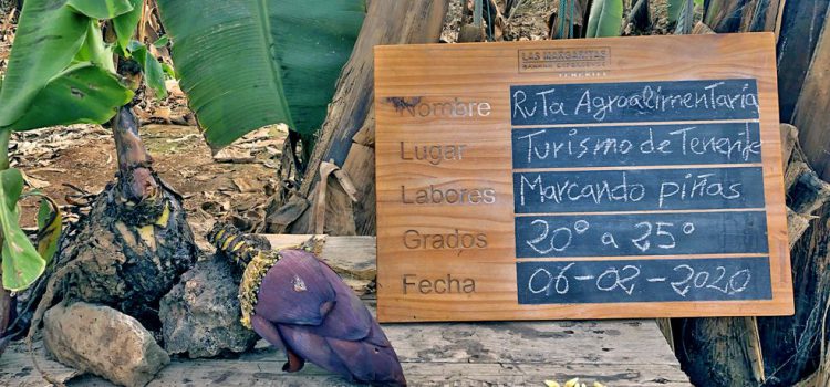 Turismo de Tenerife avanza en la evaluación y consolidación de las rutas agroalimentarias