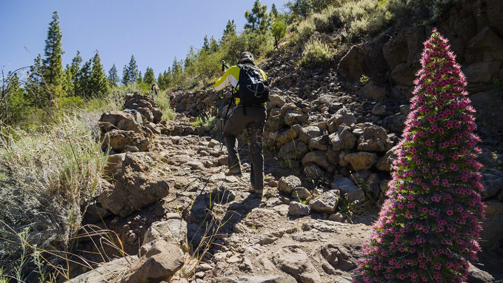 cropped-Tenerife-Walking-Festival-imagen-archivo.jpg