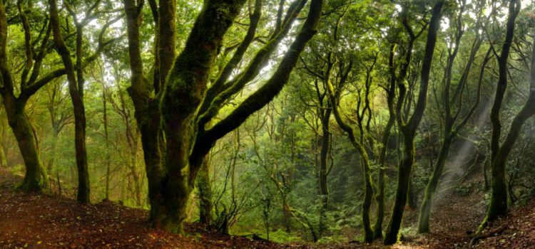 Ampliado hasta el 28 de febrero el plazo de inscripción en el Concurso de Prácticas Turísticas Sostenibles de Turismo de Tenerife