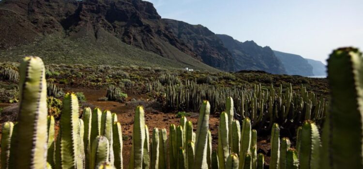 ¡Participa en la nueva edición del Concurso de Prácticas Sostenibles de Turismo de Tenerife!