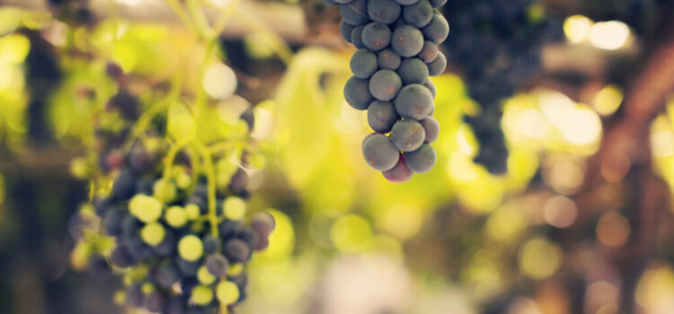 Tenerife presenta el primer gran encuentro mundial de vinos insulares