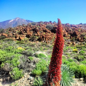 Tajinaste-Rojo-Teide