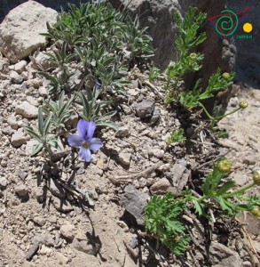 Violeta-del-Teide