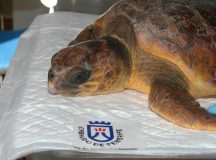 ¿Por qué se sueltan las tortugas rescatadas en el mar?